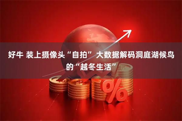 好牛 装上摄像头“自拍” 大数据解码洞庭湖候鸟的“越冬生活”